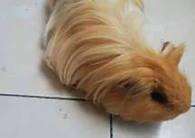 Se Regala Cobaya