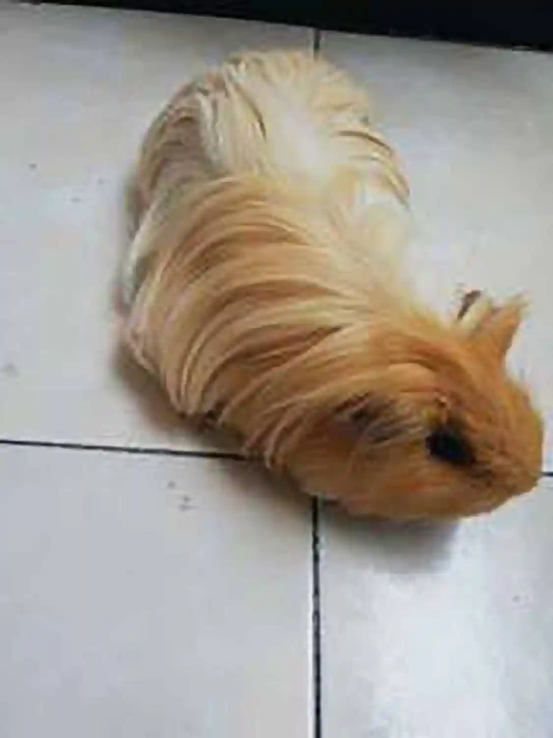 Se Regala Cobaya