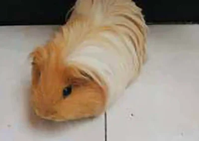 Se Regala Cobaya